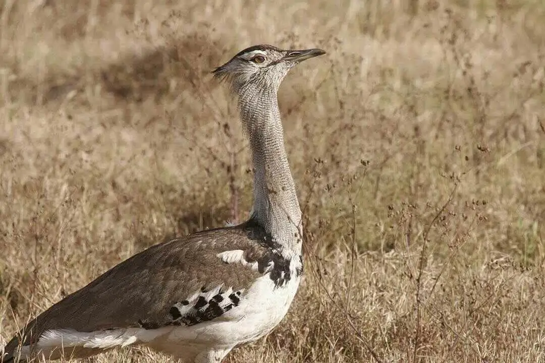 Secretary Bird